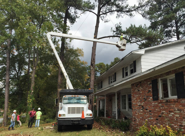 Tree and Shrub Care in Maynardville, TN